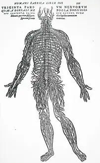 Nerves: The nervous system
