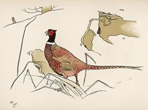 Sensing: Nervous pheasant