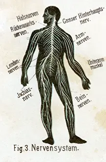 Bilz: Nervous system, 1902