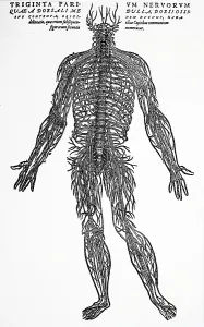 Andreas: The nervous system. From Andreas Vesalius De