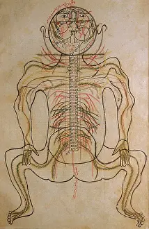 Authored: The nervous system, from MANSUR'S ANATOMY, ?