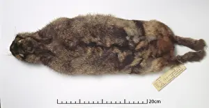 Sumatra: Nesolagus netscheri, Sumatran rabbit