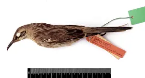 Chatham: Nesomimus melanotis, Chatham mockingbird