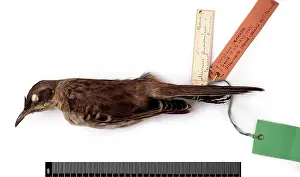 Galapagos: Nesomimus parvulus, Galapagos mockingbird