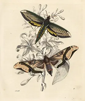Amphion: Nessus sphinx, Amphion floridensis 1, and