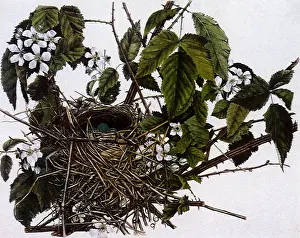 Catbird: Nest and Eggs of the Gray Catbird