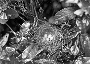 Greenfinch: Nest and Eggs of Greenfinch in a Laurel