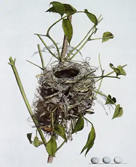 Indigo: Nest and Eggs of the Indigo Bunting