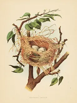 Hirundo: Nest and eggs of the orchard oriole, Icterus spurius