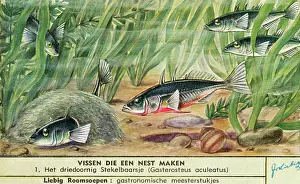 Stickleback: NEST-MAKING FISH - 1