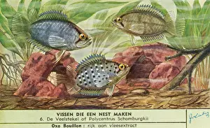 Spined: NEST-MAKING FISH - 6