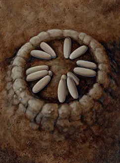 Ichnology: A nest of Oviraptor dinosaur eggs