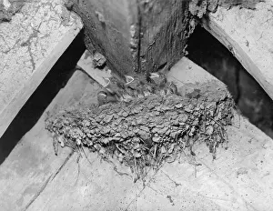 Rafters: NEST OF SWALLOWS