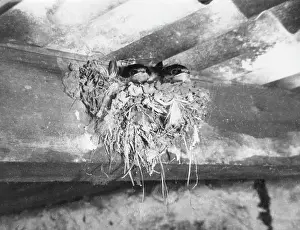 Rafters: NEST OF SWALLOWS