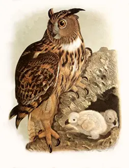 Dressler: Nesting Eagle Owl