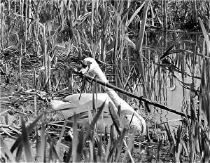 Feathering: NESTING SWAN