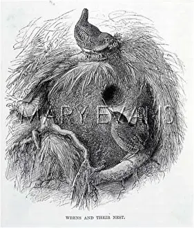 Troglodytes: NESTING WRENS (ANON)