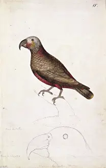 Psittaciformes: Nestor meridionalis, kaka
