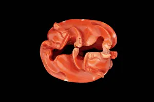 Netsuke: Netsuke in the form of opposing mythical creatures