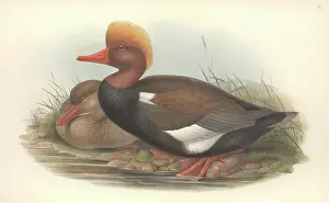 Netta: Netta rufina, red-crested pochard