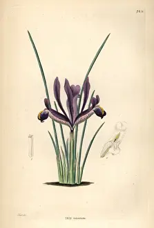 Reticulata: Netted iris, Iris reticulata
