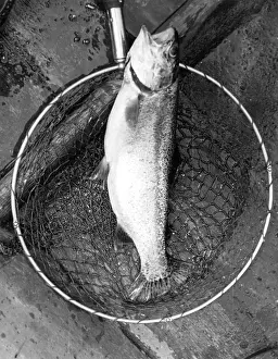 Netted: NETTED RAINBOW TROUT