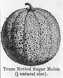 Netted: NETTED SUGAR MELON