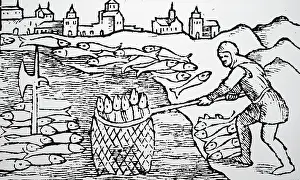 Herring: Netting herring off Skane
