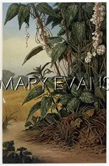 Nettle: NETTLE IN FIELD