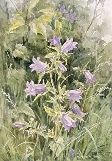 Nettle: Nettle-leaved Bell-flower