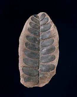 Pteridophyta: Neuropteris, fossil plant