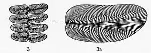 Palaeozoic: Neuropteris gigantea (Sternberg), Pteridosperm