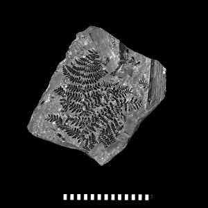 Frond: Neuropteris heterophylla