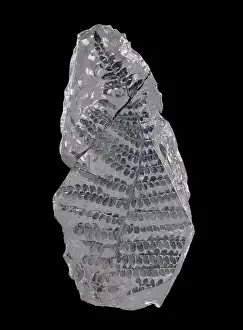 Pteridospermatophyta: Neuropteris, seed fern