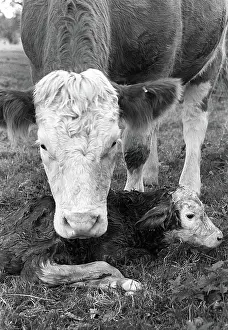 Hereford: New born Hereford calf