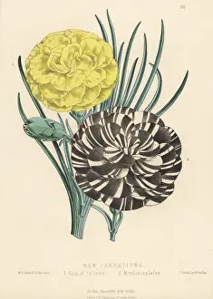 Mephistopheles: New carnation hybrids, Dianthus caryophyllus