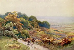 Burley: NEW FOREST/BURLEY MOOR