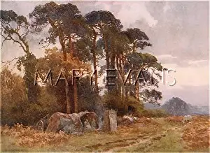 Coldharbour: NEW FOREST/COLDHARBOUR