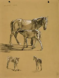 Ponies: New Forest Ponies