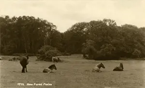 Ponies: New Forest Ponies