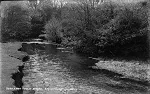Riverbank: A New Forest Stream