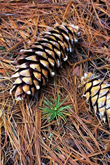 Firs: New Green Pine Tree Sprouting Growing Amid Pine