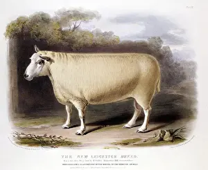 Leicestershire: New Leicester (Dishley) ram. This breed of sheep