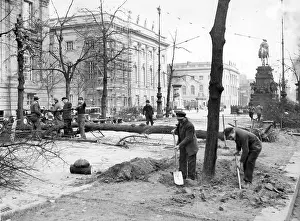 Humboldt: New lime trees for the boulevard Unter den Linden in Berlin