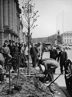 Berlins: New lime trees for Unter den Linden