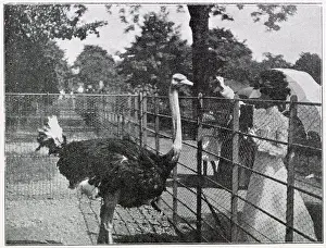 Fenced: New Ostrich Farm in Nice 1902