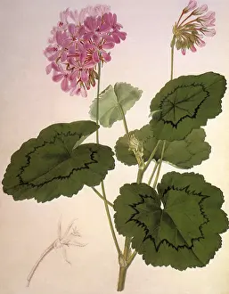 Fitch: New Pelargonium Zonale