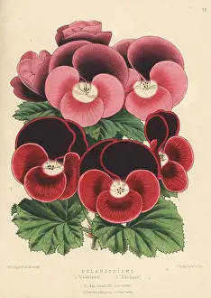 Pelargonium: New varieies of Pelargoniums