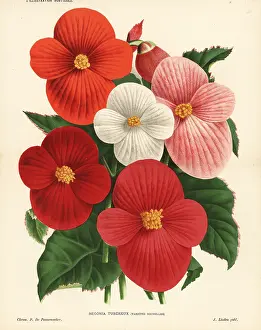 Begonia: New varieties of begonia