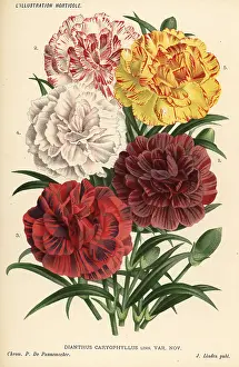 Caryophyllus: New varieties of carnations, Dianthus caryophyllus